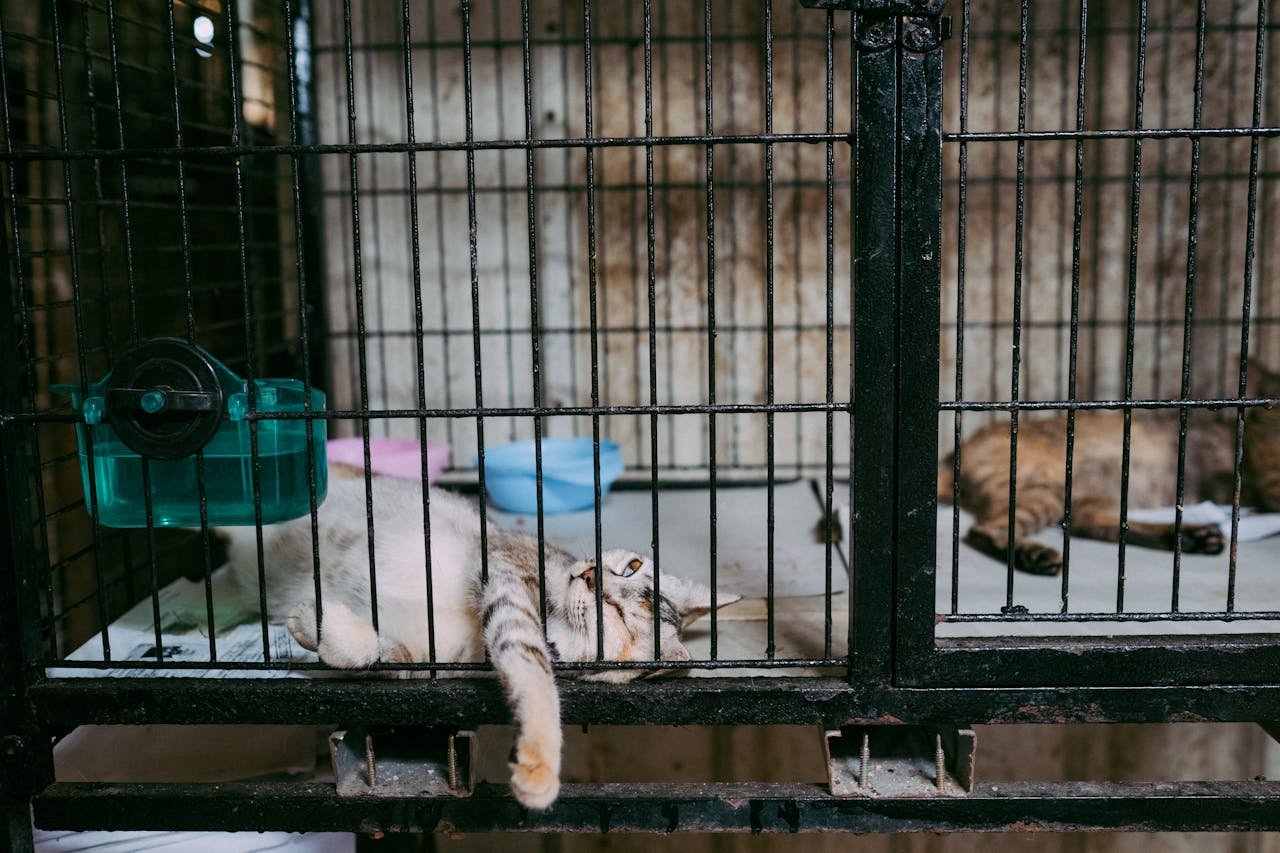 approach-img Two cats lounging inside a metal cage with bowls, showcasing domestic pets in captivity.