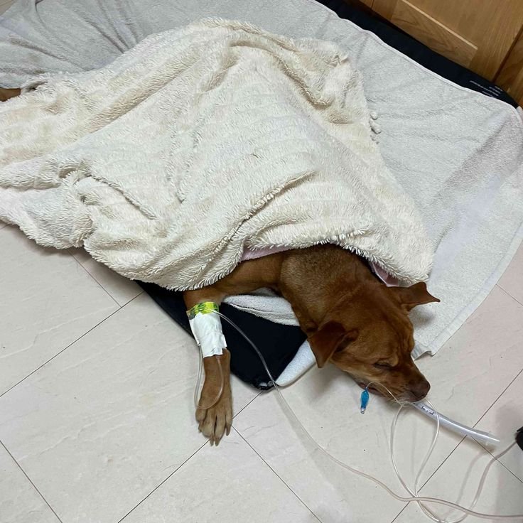 hero-homepage dog-rescue