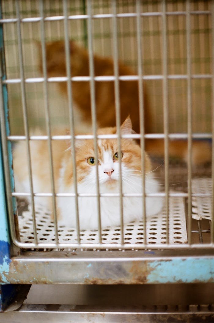 about-01 A fluffy white and orange cat lying down in a metal cage indoors, looking calm.